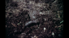 8031_Die-Muehle-der Jungfrauen-screenshot04.png